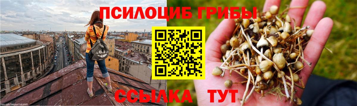 Псилоцибиновые грибы Psilocybe Красноперекопск